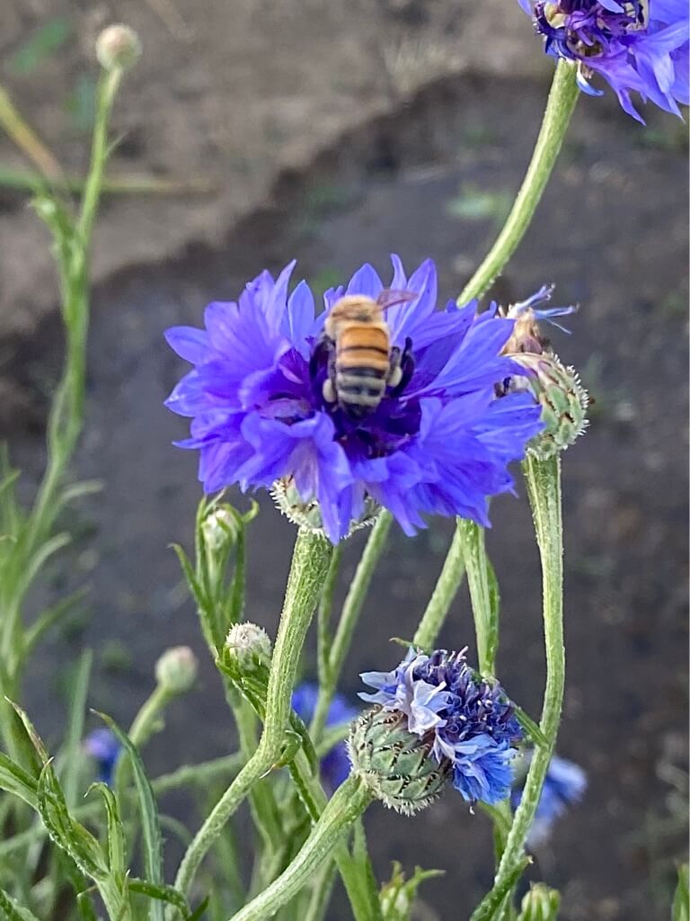 Wild Flowers are for the&nbsp;Bees